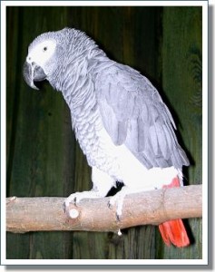Obrázok